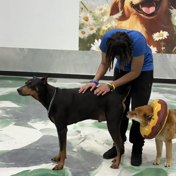 Pups socializing at K9 Rox Club daycare